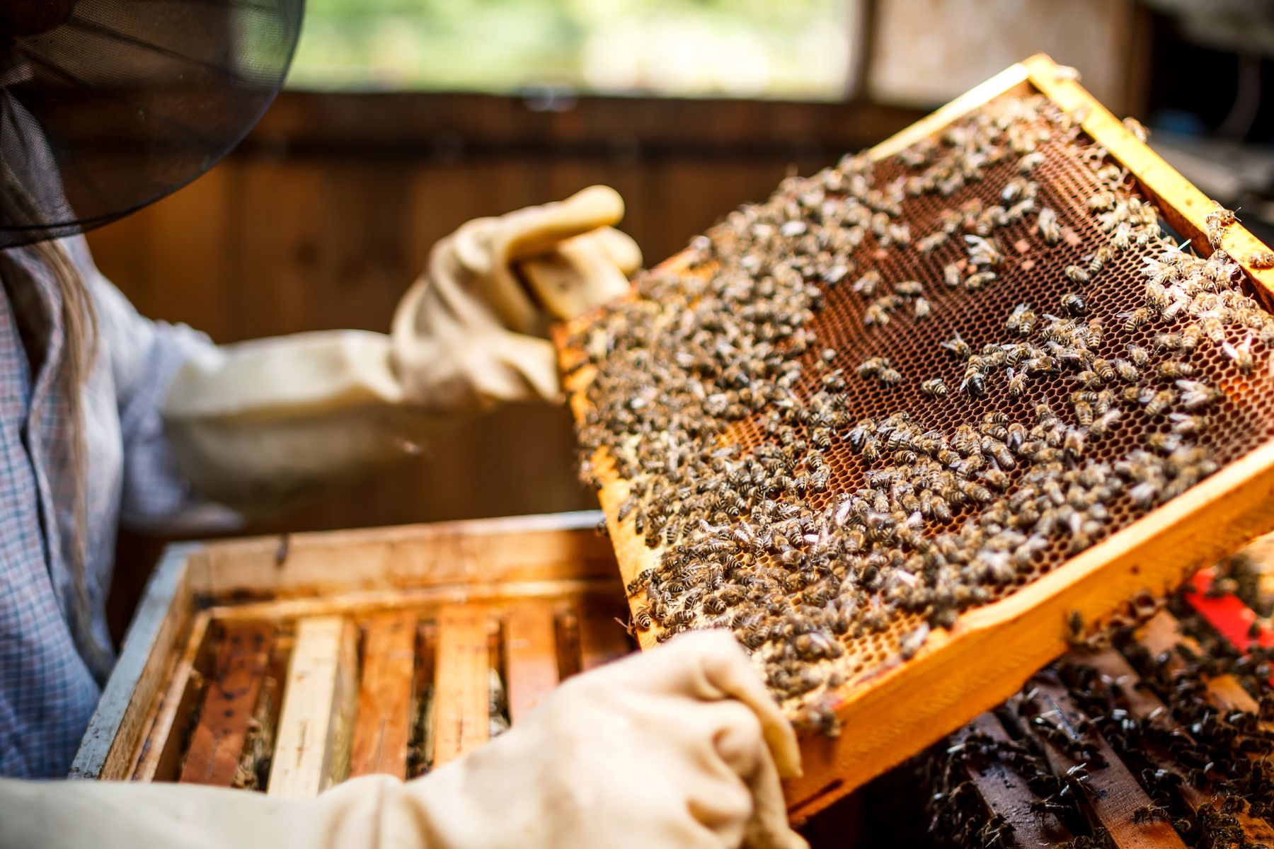 Gloved hands lifting a bee-covered honeycomb frame