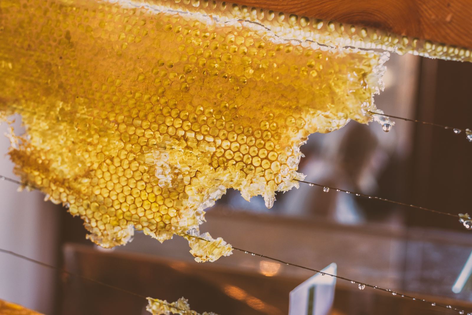 Wildflowers that feed the bees