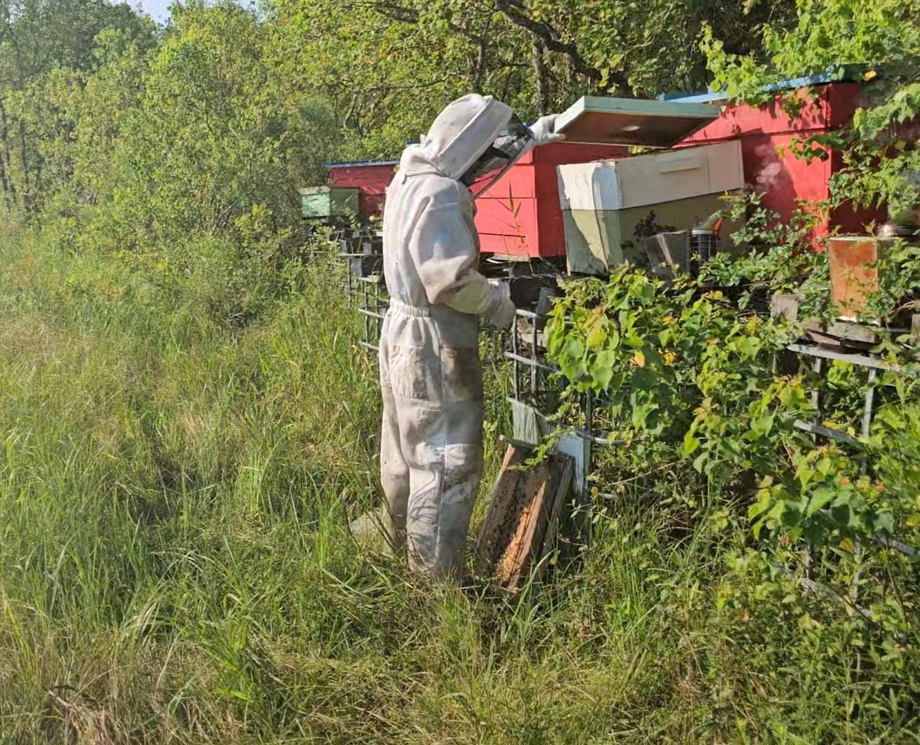 Beekeeper inspecting colorful hives in a grassy Brazoria County yard
